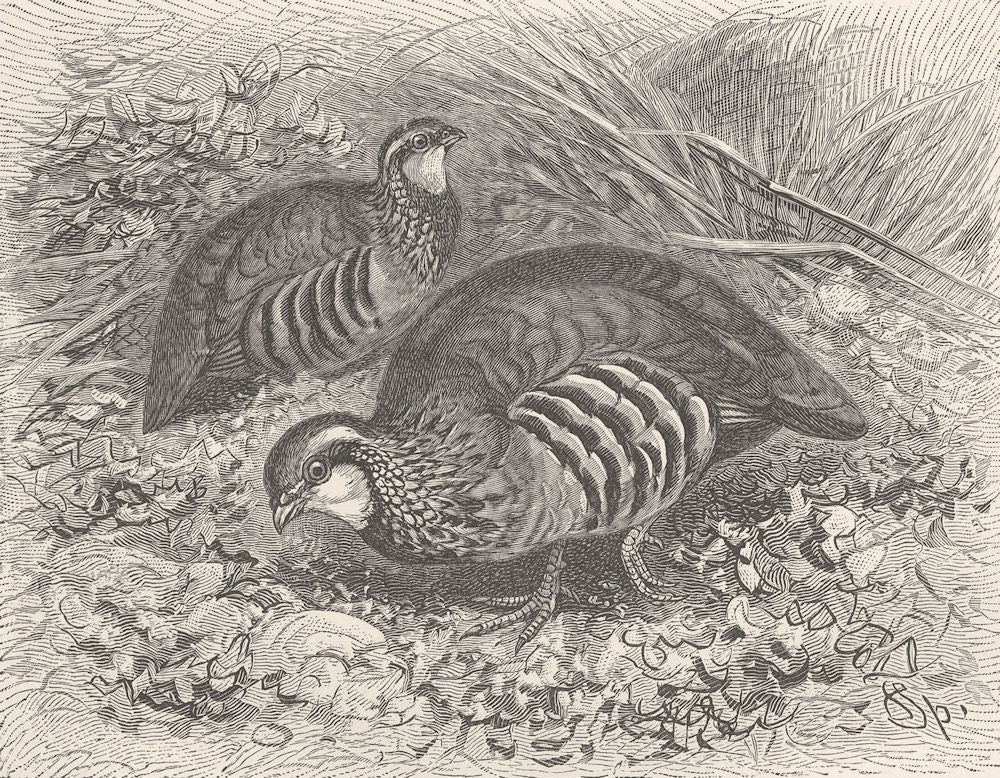 BIRDS. French partridges 1895 old antique vintage print picture